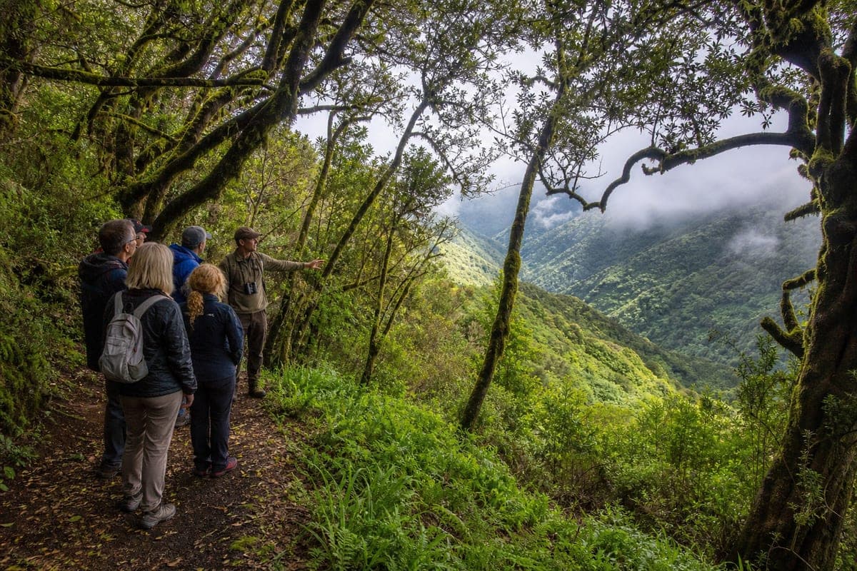 Guide leading visitors through Garajonay's misty laurel forest in La Gomera