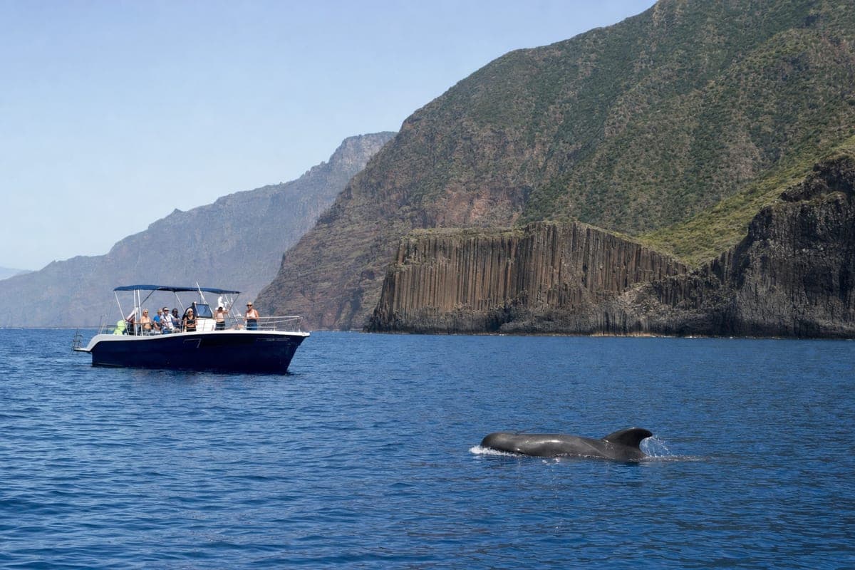 Pilot whale surfacing near a small boat below La Gomera's basalt cliffs